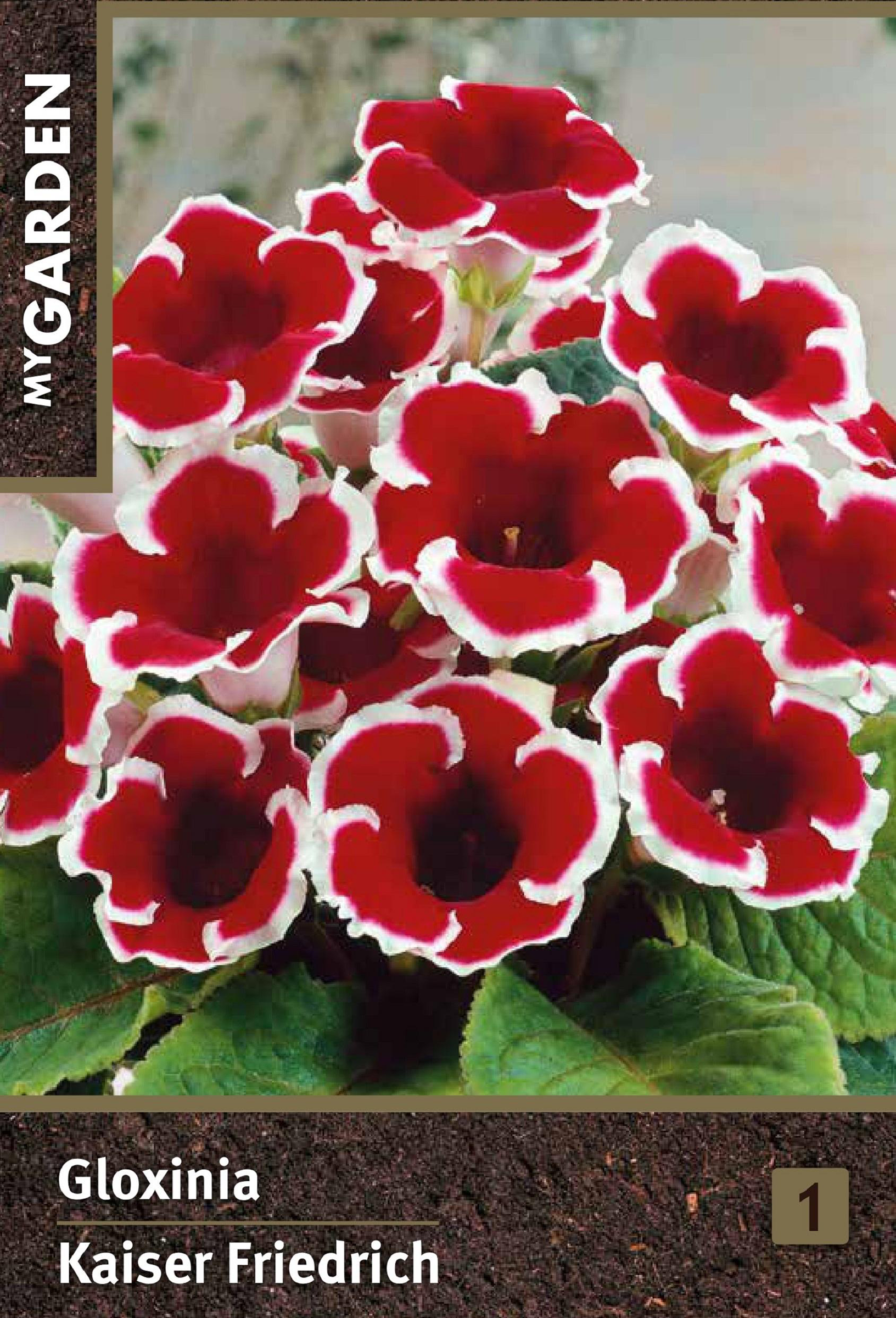 Изображение товара Луковица MY GARDEN Глоксиния Кайзер Фридрих, шт