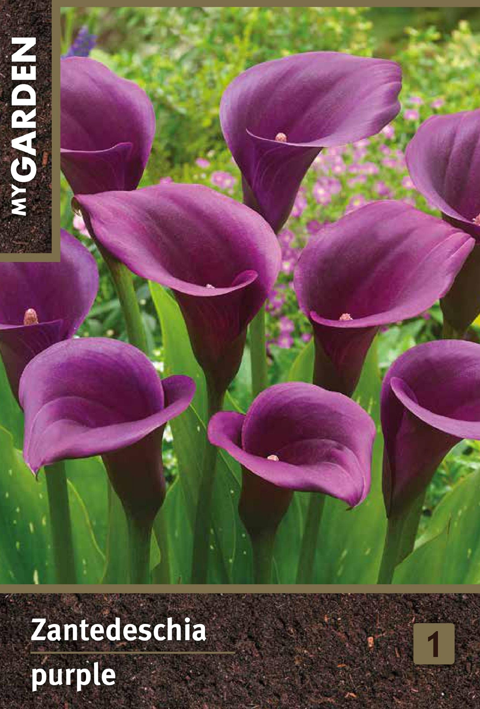 Изображение товара Луковица MY GARDEN Калла пурпурная, шт