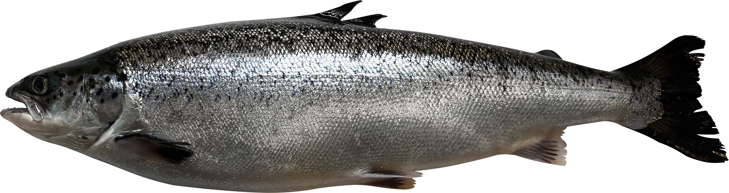 Изображение товара Лосось Атлантический неразделанный охлажденный, высокое качество, ГОСТ