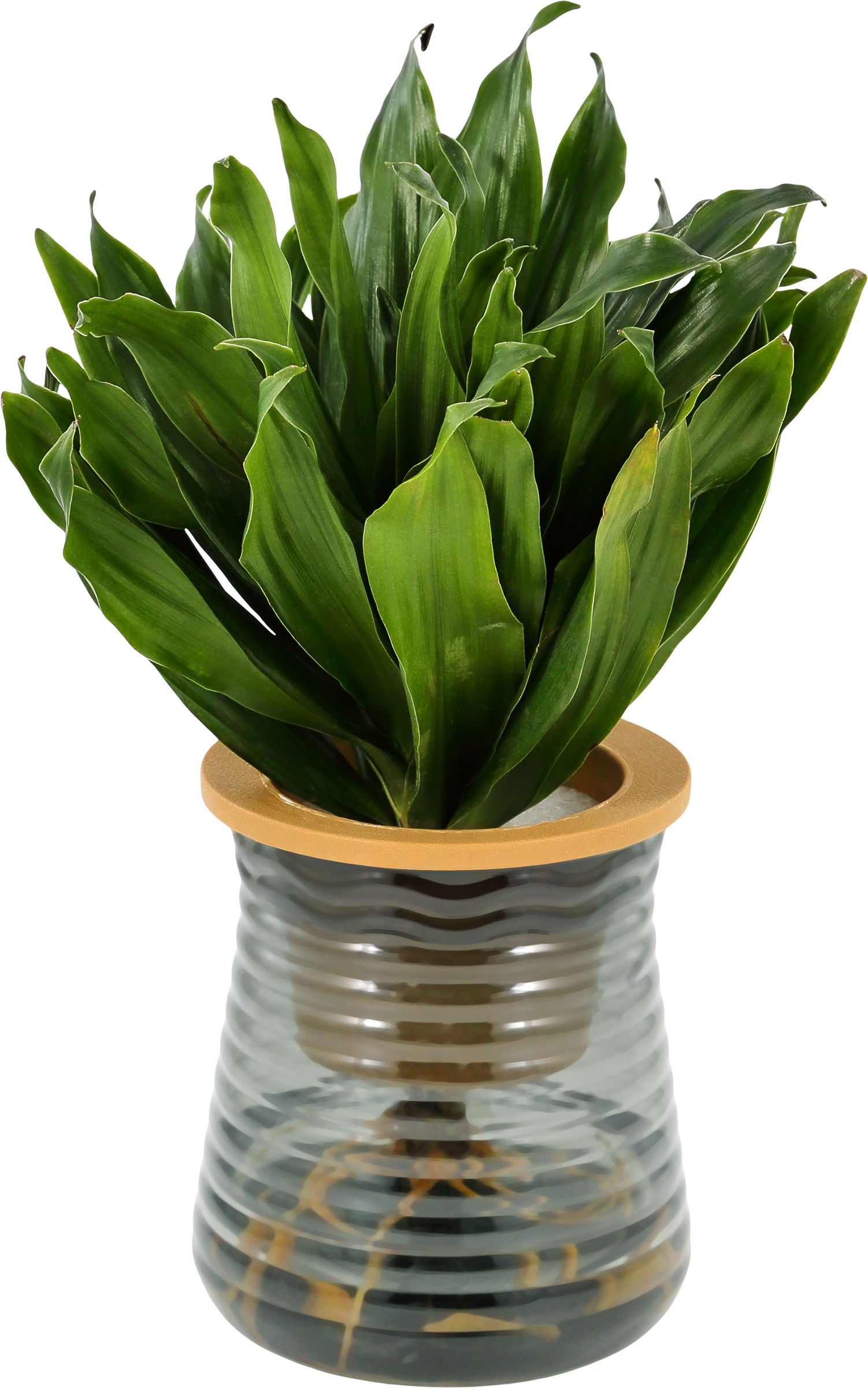 Изображение товара Драцена Прочие Товары Драцена Сан Голд d11см - декоративное растение