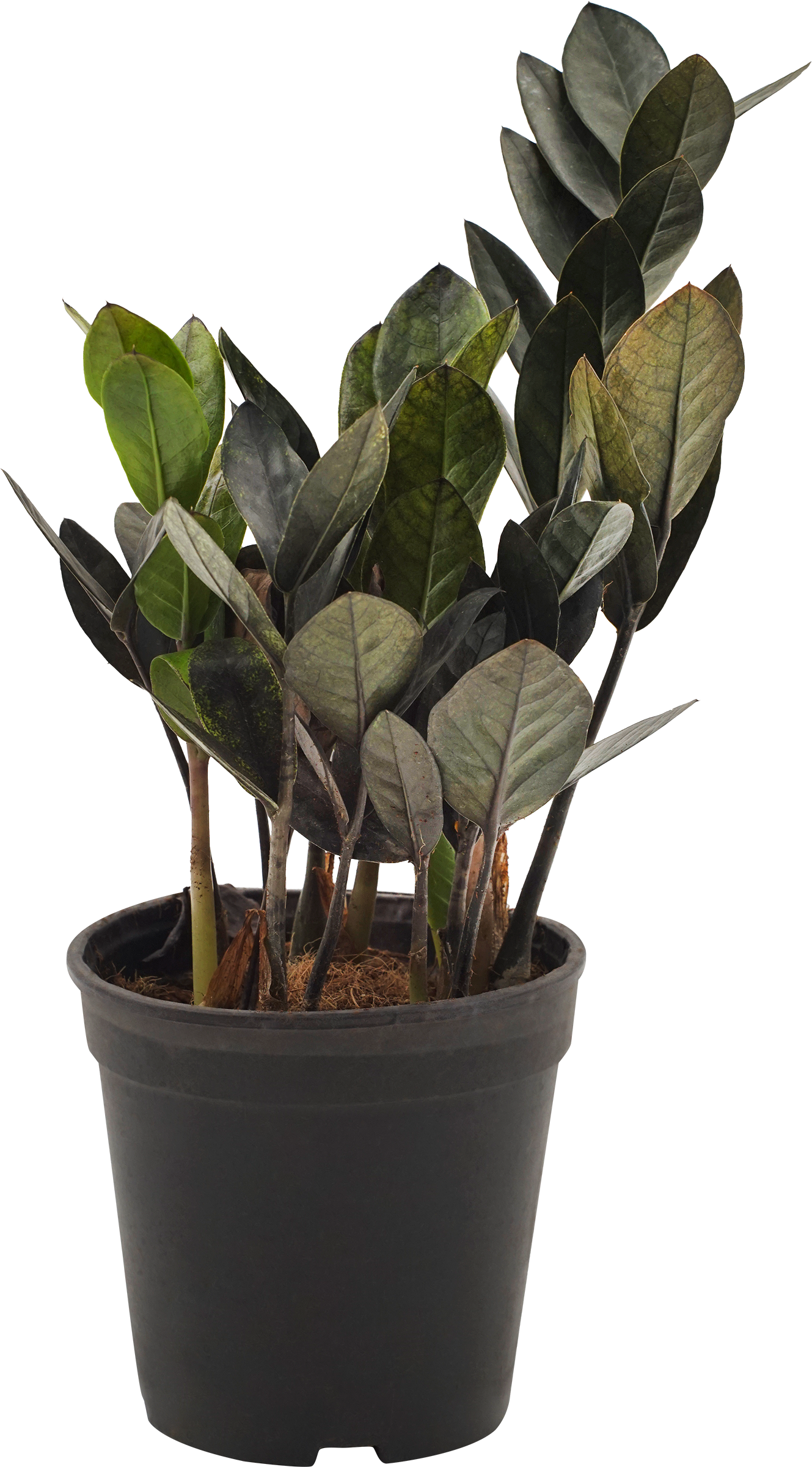 Изображение товара Растение горшечное Замиокулькас черный d=11см