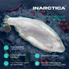 Форель морская INARCTICA потрошеная с головой 3–8кг, весовая - фото undefined