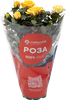 Растение комнатное Роза Кордана d=10 - фото 1