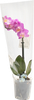 Растение в горшке Фаленопсис 1 ветка d=9см - фото 0