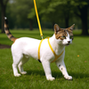 Комплект PAW WOW для собак поводок и шлейка 10мм - фото undefined