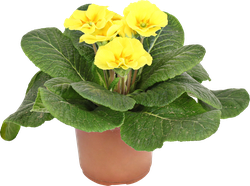 Изображение товара Растение в горшке Примула d=10см, микс