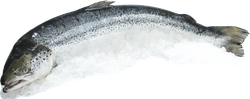 Лосось Атлантический ЛЕНТА FRESH с головой 1–3кг, весовой