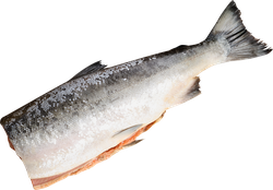 Кета ЛЕНТА FRESH потрошеная без головы (из замороженного сырья), весовая