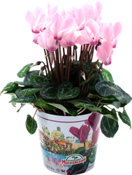 Изображение товара Растение в горшке Цикламен d=11см