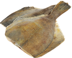Камбала ЛЕНТА FRESH потрошеная без головы (из замороженного сырья), весовая