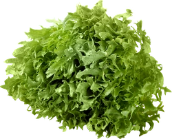 Салат листовой Фриллис