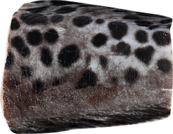 Изображение товара Зубатка пестрая, кусок, весовая