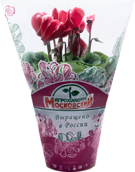 Растение в горшке Цикламен d=15см