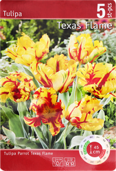 Изображение товара Луковицы Тюльпан попугайный Тексас Флейм 11/12, Арт. 153, 5шт