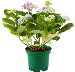 Изображение товара Растение в горшке Гортензия микс d=12