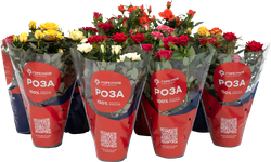 Растение комнатное Роза Кордана d=10