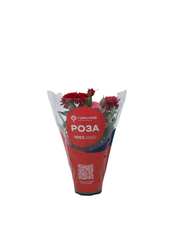 Изображение товара Растение комнатное Роза Кордана d=10