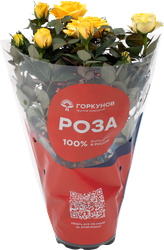 Растение комнатное Роза Кордана d=10