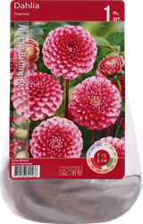 Изображение товара Корнеклубень Георгина Литтл Вилльям, Арт. RKG.201.DAH.006.STD