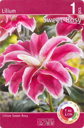 Изображение товара Луковица Лилия Свит Рози 16/18, Арт. RKG.201.LEL.005.STD