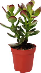 Изображение товара Растение в горшке Суккулент микс d=5см