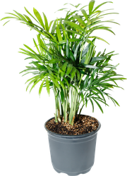 Изображение товара Растение в горшке Хамедорея d=9см