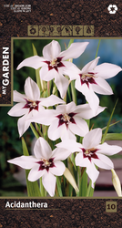 Изображение товара Луковицы MY GARDEN Ацидантера, 10шт