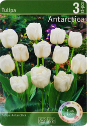 Изображение товара Луковицы Тюльпан Антарктида 10/11, Арт. T001STD, 3шт