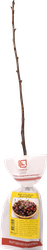 Изображение товара Саженец плодовый ПОИСК Вишня