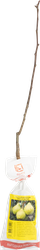 Изображение товара Саженец плодовый ПОИСК Груша