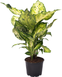 Изображение товара Растение горшечное Диффенбахия d=10см