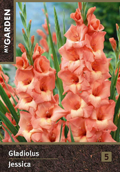 Изображение товара Луковицы MY GARDEN Гладиолус крупноцветковый Джессика, 3шт