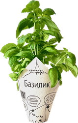 Изображение товара Базилик зеленый ТРАВКИ С ГРЯДКИ, в горшочке