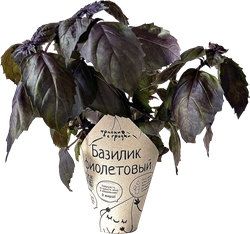 Изображение товара Базилик фиолетовый ТРАВКИ С ГРЯДКИ, в горшочке