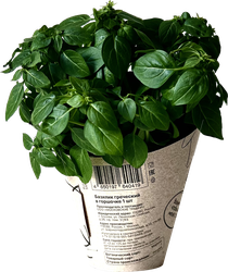 Изображение товара Мята ТРАВКИ С ГРЯДКИ, в горшочке