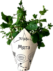 Изображение товара Кинза ТРАВКИ С ГРЯДКИ, в горшочке