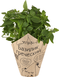 Изображение товара Базилик ТРАВКИ С ГРЯДКИ Греческий, в горшочке