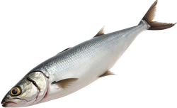 Изображение товара Сельдь Тихоокеанская слабосоленая неразделанная, весовая