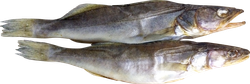 Изображение товара Судак вяленый, весовой