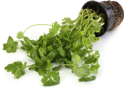 Изображение товара Кинза/кориандр, в горшочке