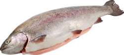 Изображение товара Форель радужная ЛЕНТА FRESH потрошеная с головой 1–2кг, Карелия, весовая