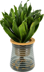 Изображение товара Драцена Прочие Товары Драцена Сан Голд d11см - декоративное растение Изображение товара Драцена Прочие Товары Драцена Сан Голд d11см - декоративное растение