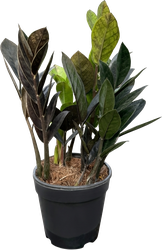 Изображение товара Растение горшечное Замиокулькас черный d=11см Изображение товара Растение горшечное Замиокулькас черный d=11см
