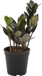 Изображение товара Растение горшечное Замиокулькас черный d=11см