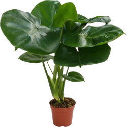 Изображение товара Растение горшечное Монстера видовая d=11см