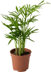 Изображение товара Растение горшечное Ховея d=9см