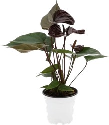 Изображение товара Растение горшечное Антуриум черный d=11см