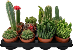 Изображение товара Кактусы супер микс 7, 5 см - неприхотливые небольшие кактусы в горшке