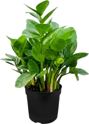 Изображение товара Растение горшечное Замиокулькас с заостренными листьями d=9см