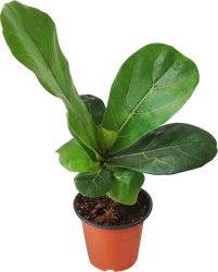 Изображение товара Растение горшечное Фикус Барби Баньян d=11см